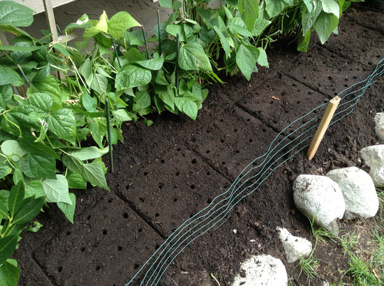  seeding-square Planting