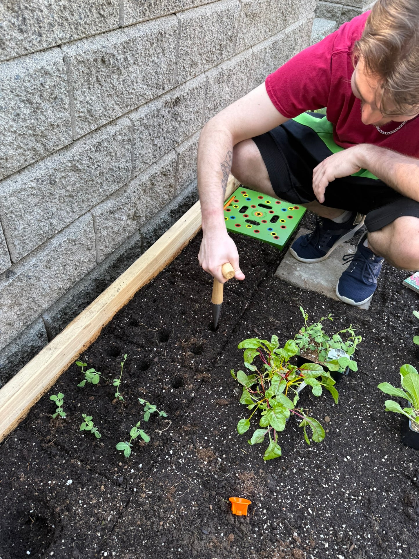 Pokey Planter - Stainless Steel & Wooden Handle Tool - for Planting Bulbs & Seedlings